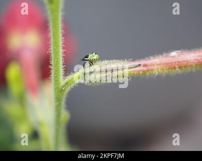 Primo piano di comune scudo verde bug (Palomino prasina) 2nd instar ninfa su un gambo di fiore Foto Stock