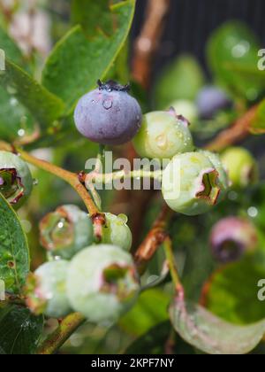 Mirtilli di maturazione sul cespuglio primo piano Foto Stock