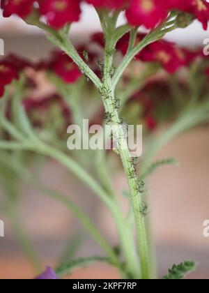 Primo piano di afidi di yarrow (Microsiphoniella millefolii) su un gambo di pianta di Achillea Foto Stock