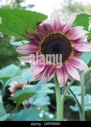 Primo piano rivolto verso l'alto di Helianthus annuus 'ProCut Plum' F1 girasole Foto Stock