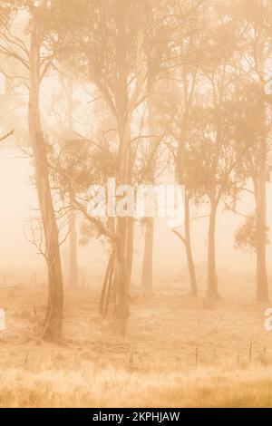 Pittoresco paesaggio all'aperto su un misterioso bosco in toni di un'alba dorata. Preso Pelham, Tasmania, Australia Foto Stock