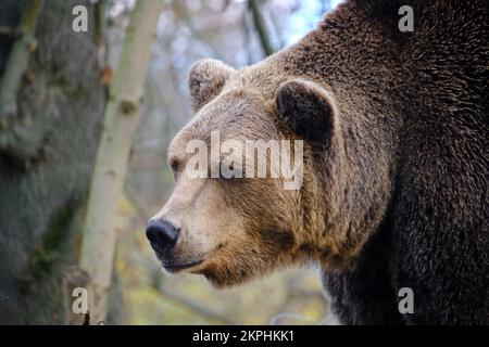 Muso selvaggio grizzly orso da vicino Foto Stock