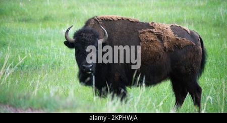Bisonte nel Custer state Park Foto Stock