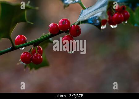 Farnham Common, Buckinghamshire, Regno Unito. 28th Novembre 2022. Gocce di pioggia su bacche agrifoglio in Burnham Beeches. Gli splendidi boschi, famosi per le sue querce e i faggi, sono di proprietà della City of London Corporation. I boschi sono un sito di interesse scientifico speciale e una riserva naturale nazionale. Credit: Maureen McLean/Alamy Live News Foto Stock