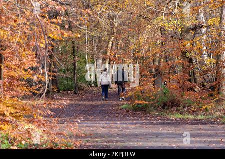 Farnham Common, Buckinghamshire, Regno Unito. 28th Novembre 2022. Era una giornata di sole, mentre la gente era fuori godendosi il tempo camminando a Burnham Beeches. Gli splendidi boschi, famosi per le sue querce e i faggi, sono di proprietà della City of London Corporation. I boschi sono un sito di interesse scientifico speciale e una riserva naturale nazionale. Credit: Maureen McLean/Alamy Live News Foto Stock