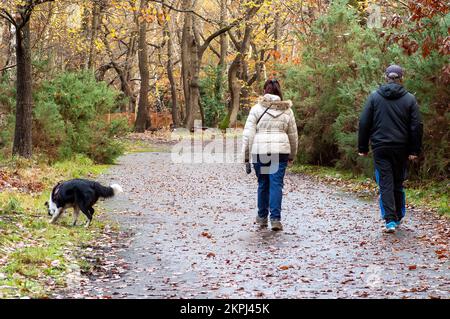 Farnham Common, Buckinghamshire, Regno Unito. 28th Novembre 2022. Era una giornata di sole, mentre la gente era fuori godendosi il tempo camminando a Burnham Beeches. Gli splendidi boschi, famosi per le sue querce e i faggi, sono di proprietà della City of London Corporation. I boschi sono un sito di interesse scientifico speciale e una riserva naturale nazionale. Credit: Maureen McLean/Alamy Live News Foto Stock