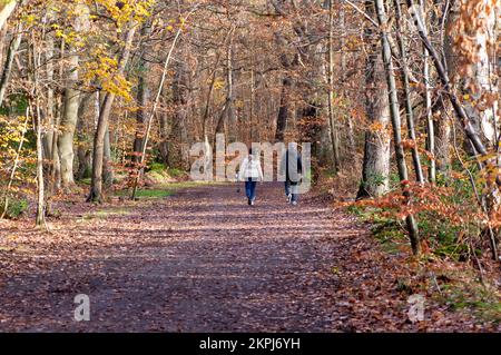 Farnham Common, Buckinghamshire, Regno Unito. 28th Novembre 2022. Era una giornata di sole, mentre la gente era fuori godendosi il tempo camminando a Burnham Beeches. Gli splendidi boschi, famosi per le sue querce e i faggi, sono di proprietà della City of London Corporation. I boschi sono un sito di interesse scientifico speciale e una riserva naturale nazionale. Credit: Maureen McLean/Alamy Live News Foto Stock