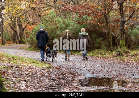 Farnham Common, Buckinghamshire, Regno Unito. 28th Novembre 2022. Era una giornata di sole, mentre la gente era fuori godendosi il tempo camminando a Burnham Beeches. Gli splendidi boschi, famosi per le sue querce e i faggi, sono di proprietà della City of London Corporation. I boschi sono un sito di interesse scientifico speciale e una riserva naturale nazionale. Credit: Maureen McLean/Alamy Live News Foto Stock