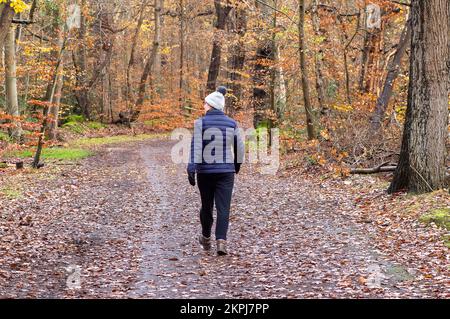 Farnham Common, Buckinghamshire, Regno Unito. 28th Novembre 2022. Era una giornata di sole, mentre la gente era fuori godendosi il tempo camminando a Burnham Beeches. Gli splendidi boschi, famosi per le sue querce e i faggi, sono di proprietà della City of London Corporation. I boschi sono un sito di interesse scientifico speciale e una riserva naturale nazionale. Credit: Maureen McLean/Alamy Live News Foto Stock