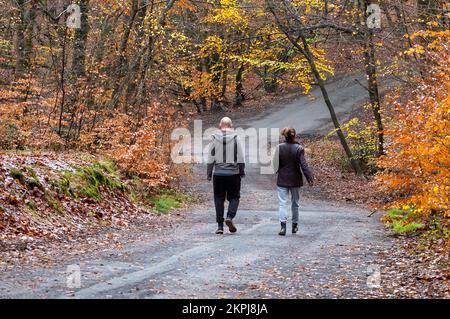 Farnham Common, Buckinghamshire, Regno Unito. 28th Novembre 2022. Era una giornata di sole, mentre la gente era fuori godendosi il tempo camminando a Burnham Beeches. Gli splendidi boschi, famosi per le sue querce e i faggi, sono di proprietà della City of London Corporation. I boschi sono un sito di interesse scientifico speciale e una riserva naturale nazionale. Credit: Maureen McLean/Alamy Live News Foto Stock