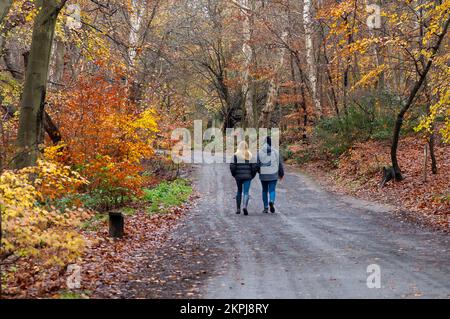 Farnham Common, Buckinghamshire, Regno Unito. 28th Novembre 2022. Era una giornata di sole, mentre la gente era fuori godendosi il tempo camminando a Burnham Beeches. Gli splendidi boschi, famosi per le sue querce e i faggi, sono di proprietà della City of London Corporation. I boschi sono un sito di interesse scientifico speciale e una riserva naturale nazionale. Credit: Maureen McLean/Alamy Live News Foto Stock