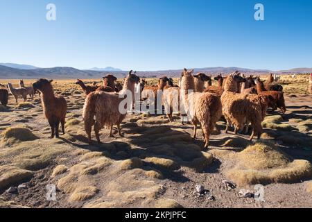 Gregge di lama che vagano liberamente sull'Altiplano (alta pianura) nella provincia di sur Lípez, Bolivia Foto Stock