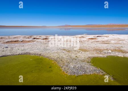 Vista panoramica della Laguna Hedionda sull'Altiplano (alta pianura), Provincia di sur Lípez, Bolivia Foto Stock