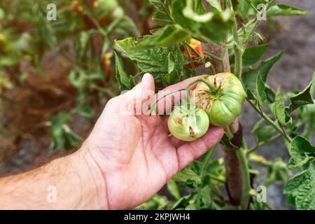 Primo piano della mano contadina che esamina frutta di pomodoro marcio non matura in giardino biologico, fuoco selettivo Foto Stock