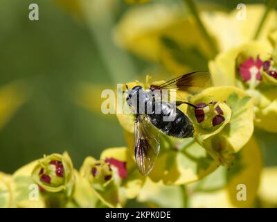 Sorvolo di Pipiza (Pipiza austriaca) con un fiore di purea in un giardino fiorito, Wiltshire, Regno Unito, giugno. Foto Stock