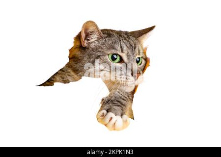 Il gatto guarda fuori da un buco nello studio, isolato su uno sfondo bianco. Il PET scorre attraverso lo sfondo strappato della carta, lo spazio di copia Foto Stock