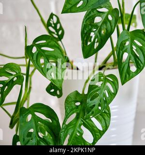 Pianta di casa Monstera adansonii in una pentola di fiori contro un muro di mattoni bianchi. Pianta domestica su tavola bianca, primo piano Foto Stock