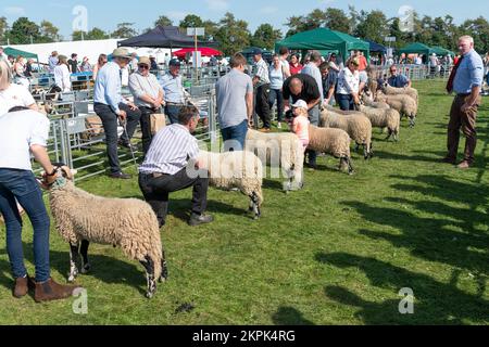 Mostra le pecore al Westmorland Show che si tiene vicino a Kendal in Cumbria nel mese di settembre. Foto Stock