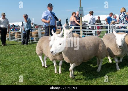 Mostra le pecore al Westmorland Show che si tiene vicino a Kendal in Cumbria nel mese di settembre. Foto Stock