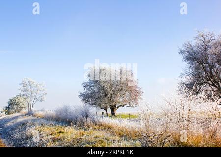 Splendido sfondo invernale con alberi punteggiati di neve su un cielo blu chiaro mattina con splendide tonalità pastello naturali. Fotografato Fingal, Tasmania, Aust Foto Stock
