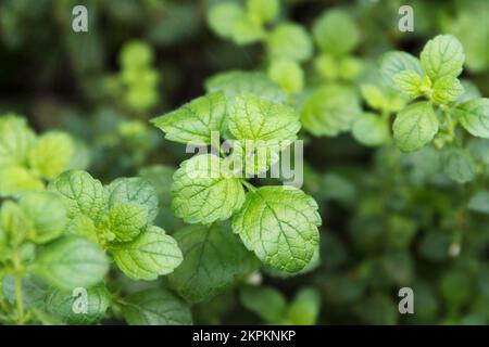 Balsamo medicinale, menta limone è una pianta medicinale e lenitiva che cresce in un giardino di casa Foto Stock