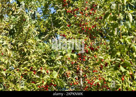 Un dogwood rosso, maturo, medicinale dormiva su un albero nella foresta. È arrivata la stagione del raccolto del Berry. Concentrati sulla bacca rossa Foto Stock