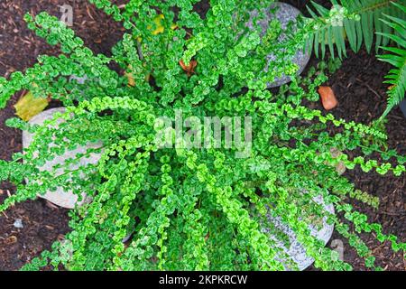 Tatting Fern o Lady Fern (Athyrium filix-femina 'Frizelliae') Foto Stock