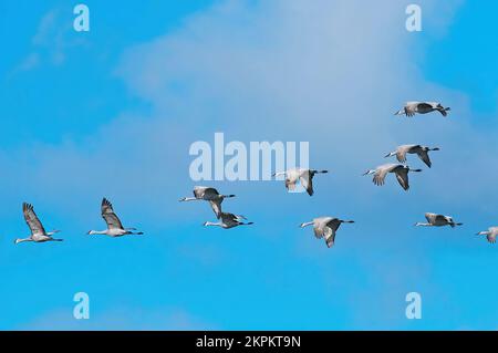 Gru di Sandhill che volano in formazione (Antigone canadensis) Columbia Britannica, Canada. Foto Stock