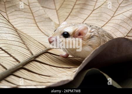 Primo piano di un gerbil su una foglia, Indonesia Foto Stock