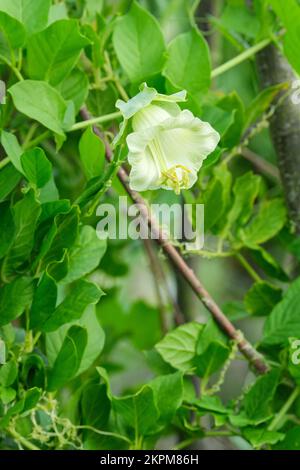 Cobaea scandens alba, campane della cattedrale, vitigno a fiori bianchi a coppa e piattino. Fiore singolo sulla vite Foto Stock