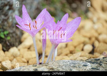 Colchicum x agrippinum, croco autunnale, perenne, rosa brillante, leggermente chiazzato, fiore a forma di crocus Foto Stock