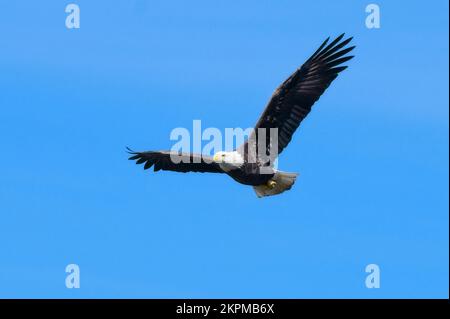 Una Bald Eagle vola sulle correnti d'aria sopra il lago Bluff nel Mississippi. Foto Stock