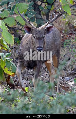 Sambar (Cervus unicolor) primo piano del giovane maschio Gir NP, Gujarat, India Novembre Foto Stock