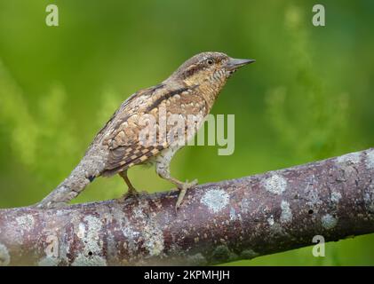 Girocollo eurasiatico (torquilla jynx) seduto su un vecchio persico di licheni in luce molto morbida in primavera Foto Stock