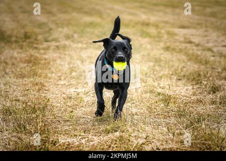 Black Patterdale Cross Border Terrier felice con la sua palla da tennis in un campo Foto Stock
