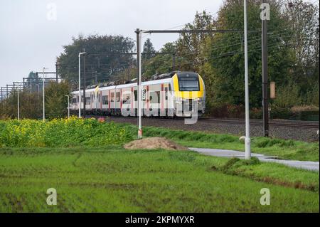 Berlare, East Flemish Region, Belgio, 11 04 2022 - treno locale che attraversa i campi verdi Foto Stock