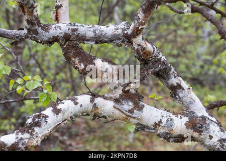 Moor-Birke, Moorbirke, Haar-Birke, Besen-Birke, Behaarte Birke, Rinde, Birke, Stamm, Betula pubescens, Betula alba, betulla, betulla, betulla, abete bianco Foto Stock