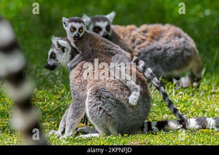 Lemuri dalla coda ad anello (Lemur catta), gruppo con il lemuro giovanile sulla schiena della madre, ha messo in pericolo il primate endemico dell'isola del Madagascar, Africa Foto Stock