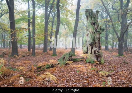 Vista panoramica di un antico albero di quercia in decadenza all'interno di un antico bosco misteriosa durante l'autunno, Foresta di Sherwood, Nottinghamshire, Regno Unito, novembre Foto Stock