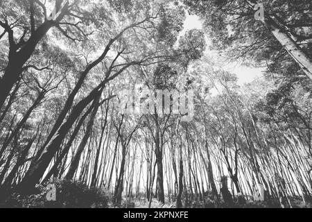 Bella scena paesaggistica artistica su un bosco costiero monocromatico in simmetria selvaggia. Preso: Amity, North Stradbroke Island, Queensland, Australia Foto Stock