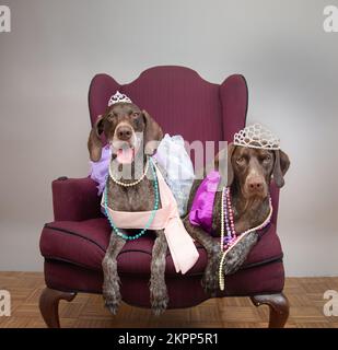 Due cani puntatori tedeschi a pelo corto seduti su una sedia vestita da principesse Foto Stock