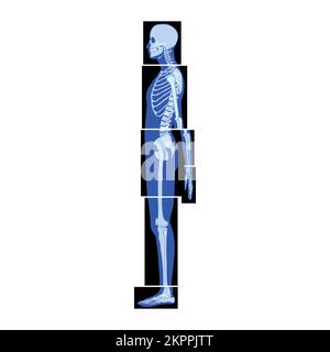 Set di parti del corpo umano dello scheletro radiogeno - mani, gambe, torace, testa, vertebra, Pelvi, ossa persone adulte roentgen vista laterale. 3D concetto realistico di colore blu piatto rappresentazione vettoriale dell'anatomia medica Illustrazione Vettoriale