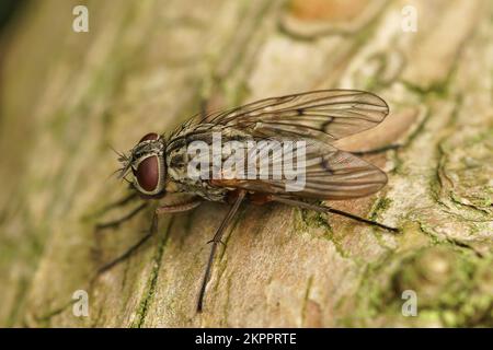 Closeup all'aperto su una mosca muscid, Phaonia fuscata , seduta su legno Foto Stock