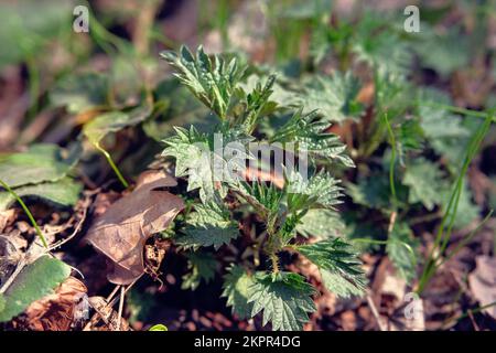 Ortica in prato verde estivo. Sfondo natura fiorente. Erba medicinale sana. Foglie verdi nella foresta. Foto Stock