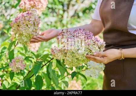 Rami con ortensia panicled fiorente, mani della donna che toccano i fiori Foto Stock