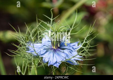 Macroscopio di un fiore di cumino nero (Nigella sativa) in fiore Foto Stock