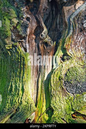 Tronchi di quercia e abbaio dettaglio nel tardo inverno Antica Foresta di quercia Brocton Coppice Cannock Chase Country Park AONB (area di eccezionale bellezza naturale) Foto Stock