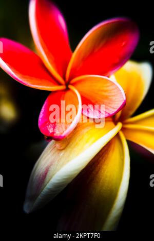 Arte dei fiori d'estate selvaggia su un paio di fiori frangipani vibranti in esposizione toccante. Preso: North Stradbroke Island, Queensland, Australia Foto Stock