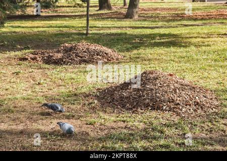 Mucchi di foglie asciutte cadute da alberi in primo piano del parco cittadino in autunno Foto Stock