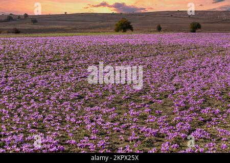 Autunno campo fioritura Crocuses. Delicati fiori di zafferano viola. Sfondo floreale autunno. Bellezza nella natura. Kozani nel nord della Grecia Foto Stock